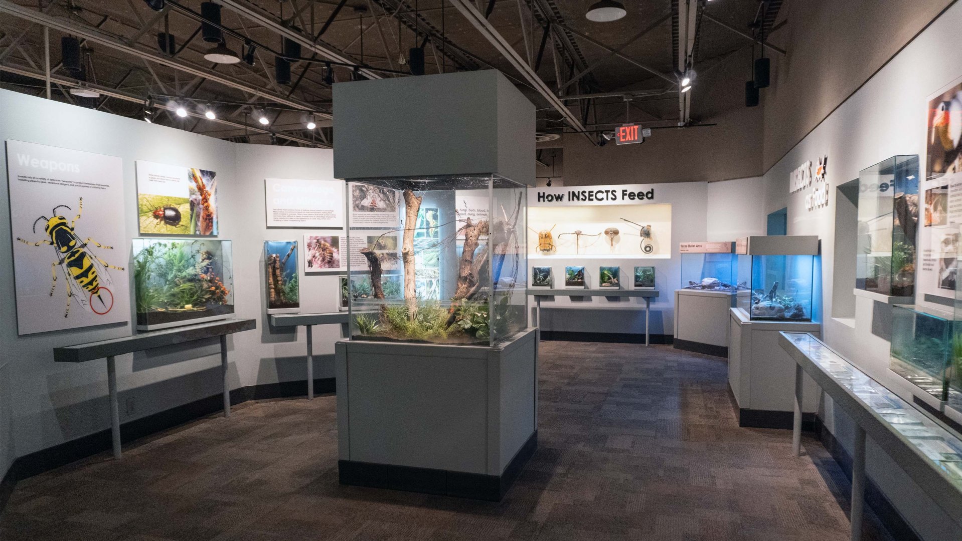 Feb. 2022 - World of the Insect - Three Sections