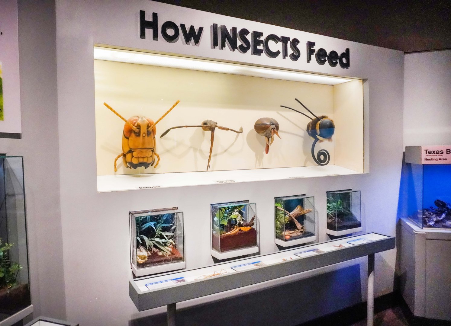 Feb. 2022 - World of the Insect - What Insects Eat