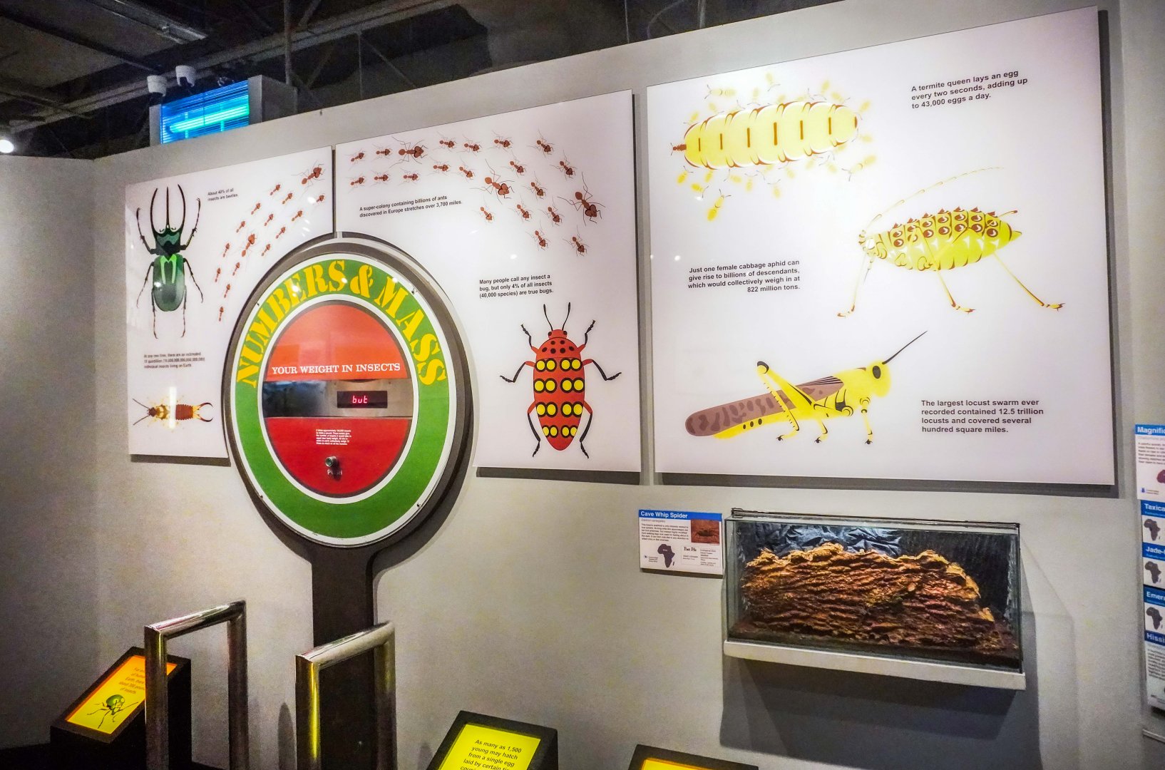 Feb. 2022 - World of the Insect - What Is An Insect? - Human to Insect Scale