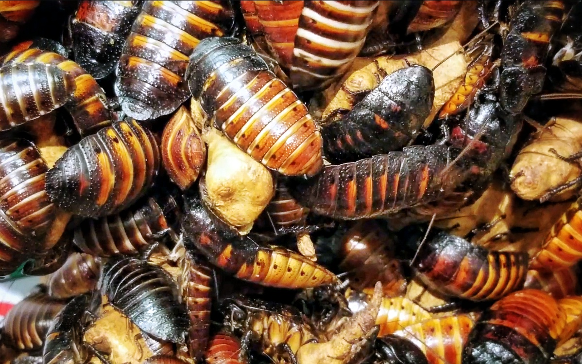 Feb. 2022 - World of the Insect - What Is An Insect? - Madagascar Hissing Cockroaches