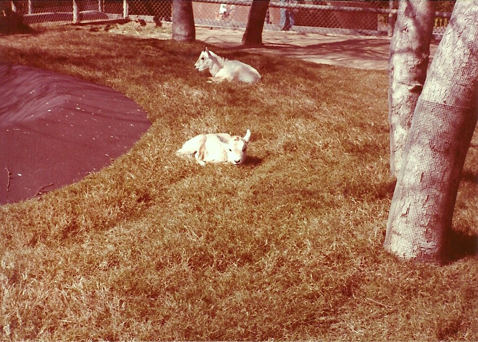 February 1979 - Addax - Children's Zoo