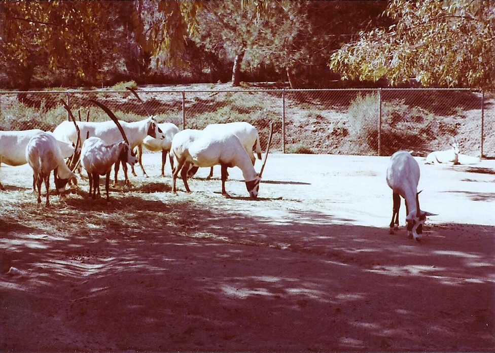 February 1979 - Arabian Oryx Herd