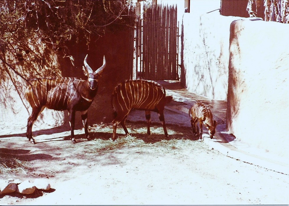 February 1979 - Bongo