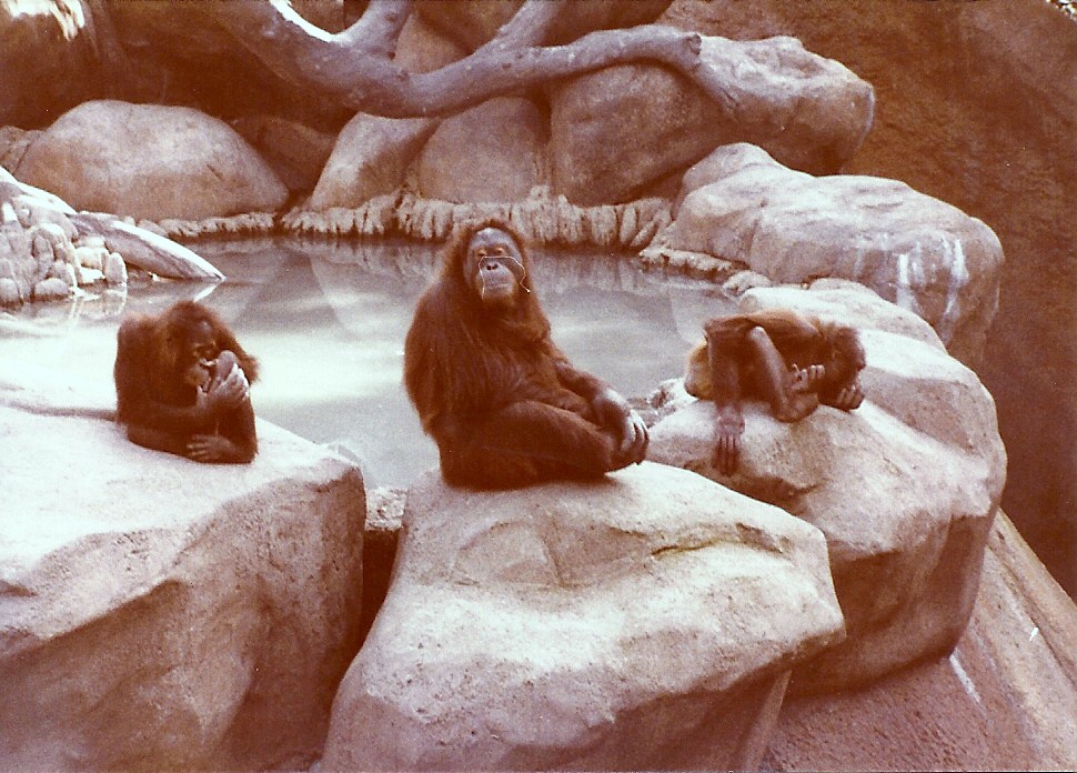 February 1979 - Bornean Orangutans