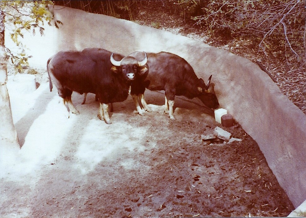 February 1979 - Gaur