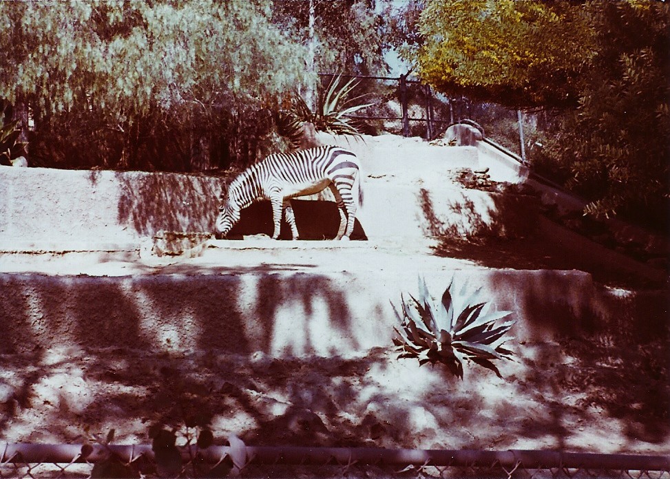 February 1979 - Hartmann's Mountain Zebra