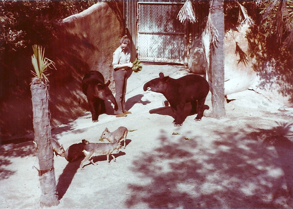 February 1979 - Mountain Tapirs - Patagonian Cavies