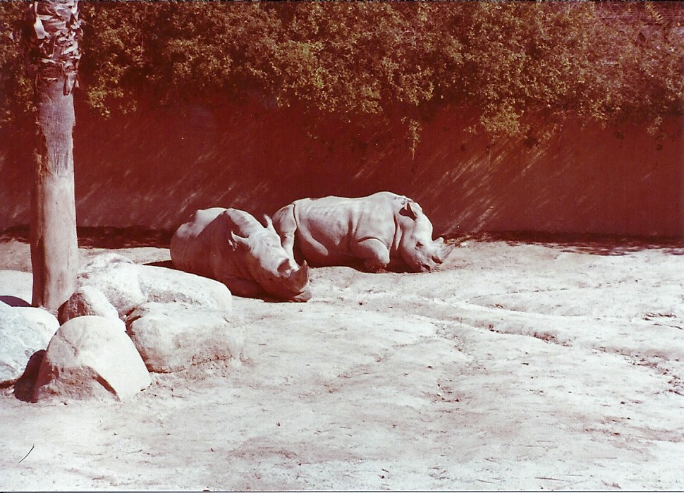 February 1979 - White Rhinoceros