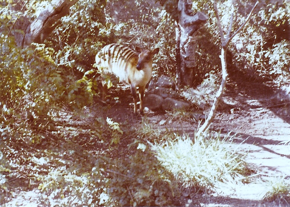 February 1979 - Zebra Duiker