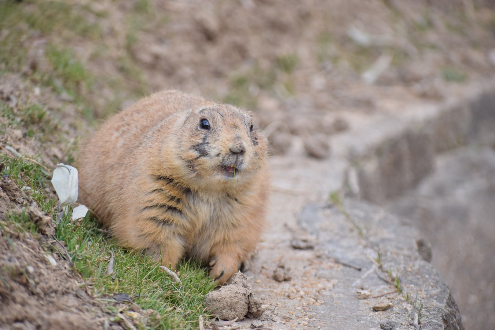 [February 2020] black-tailed prairie dog (Cynomys ludovicianus)