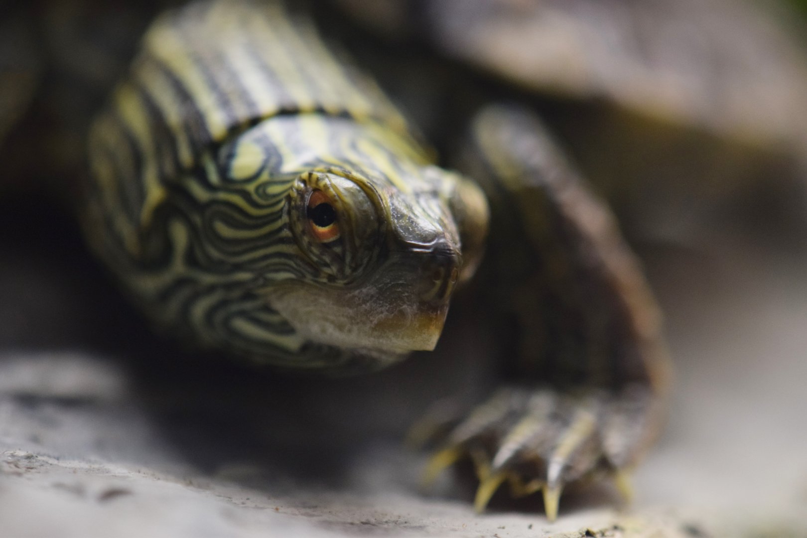 [February 2020] Herpetarium- common map turtle (Graptemys geographica)