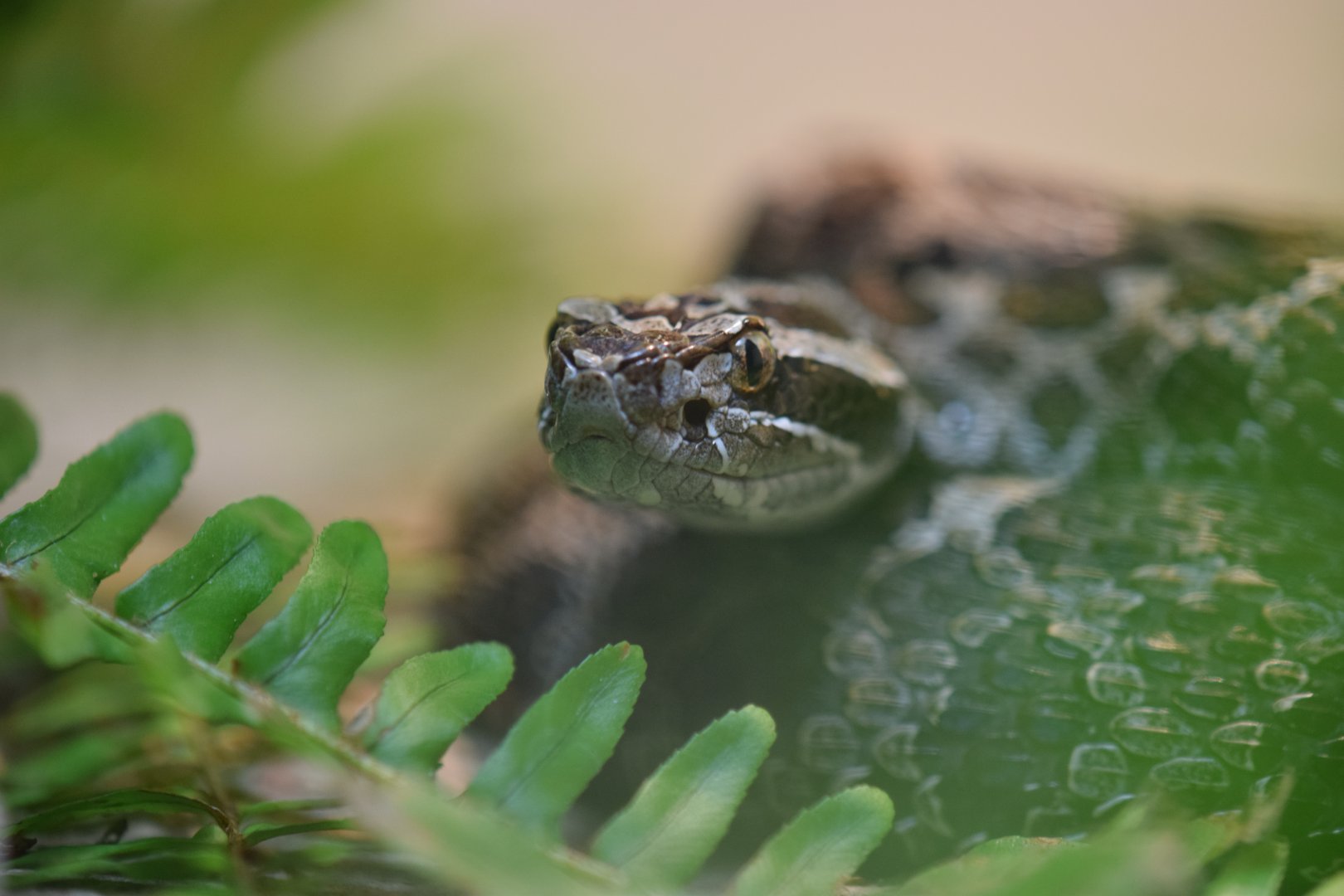 [February 2020] Herpetarium- eastern massasauga rattlesnake (Sistrurus catenatus catenatus)