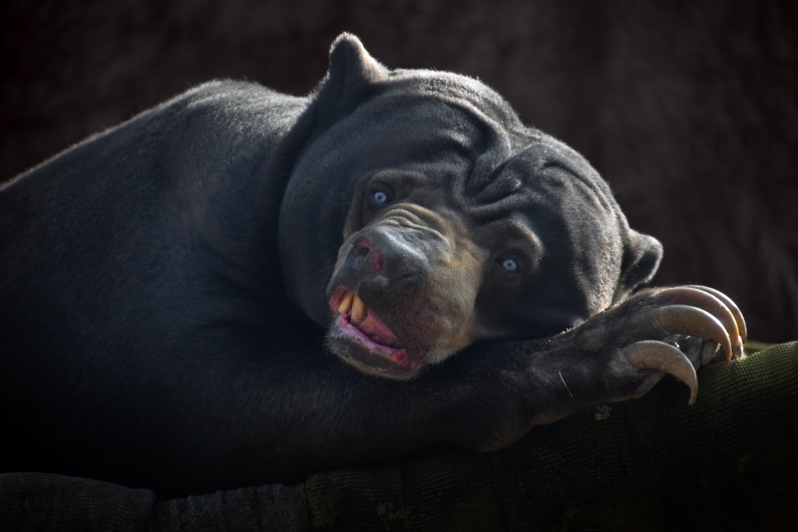 [February 2020] River's Edge- Malayan sun bear (Helarctos malayanus malayanus)