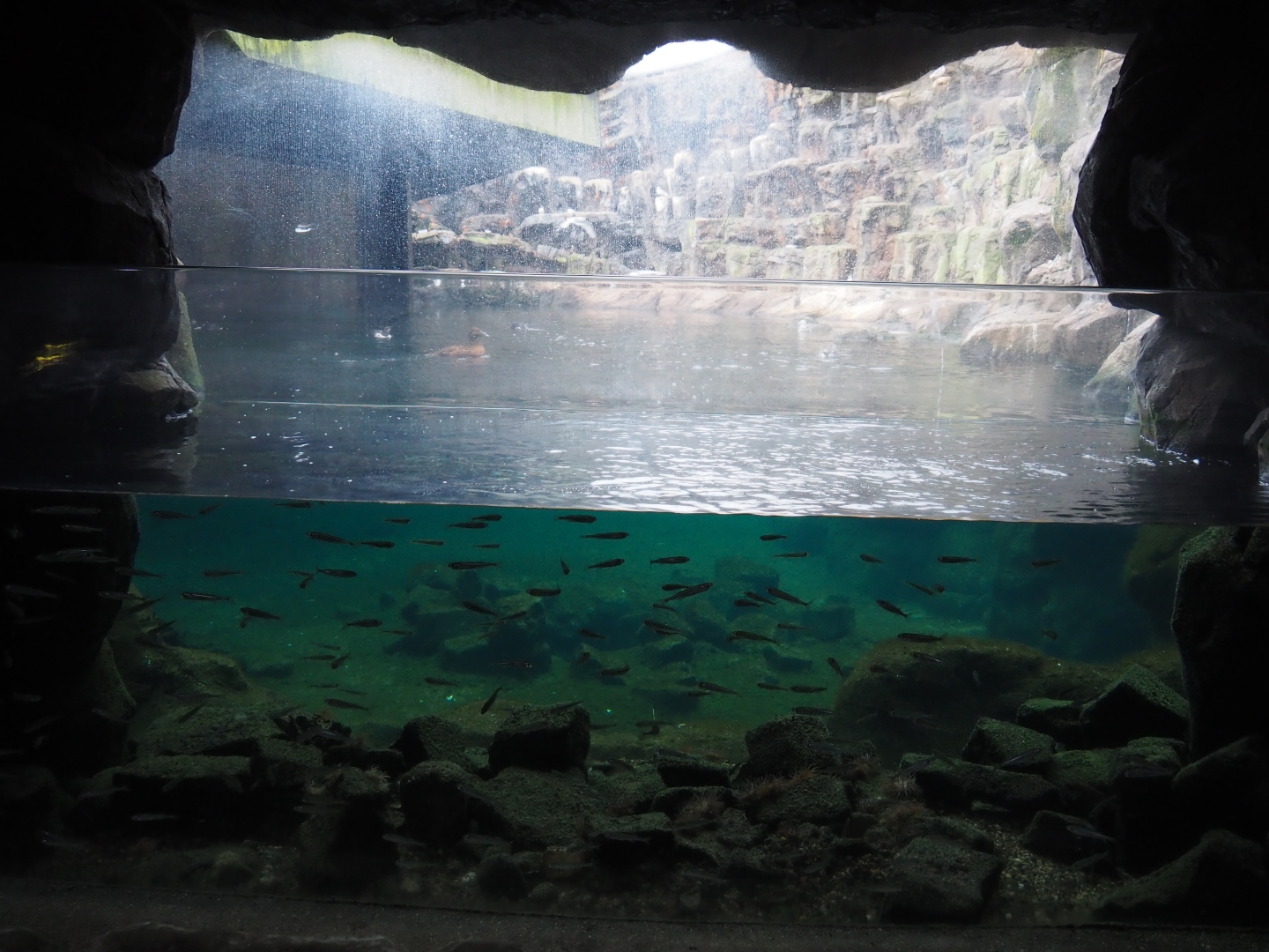 Feed fish aquarium next to Bass Rock exhibit (Nov 10th, 2018)