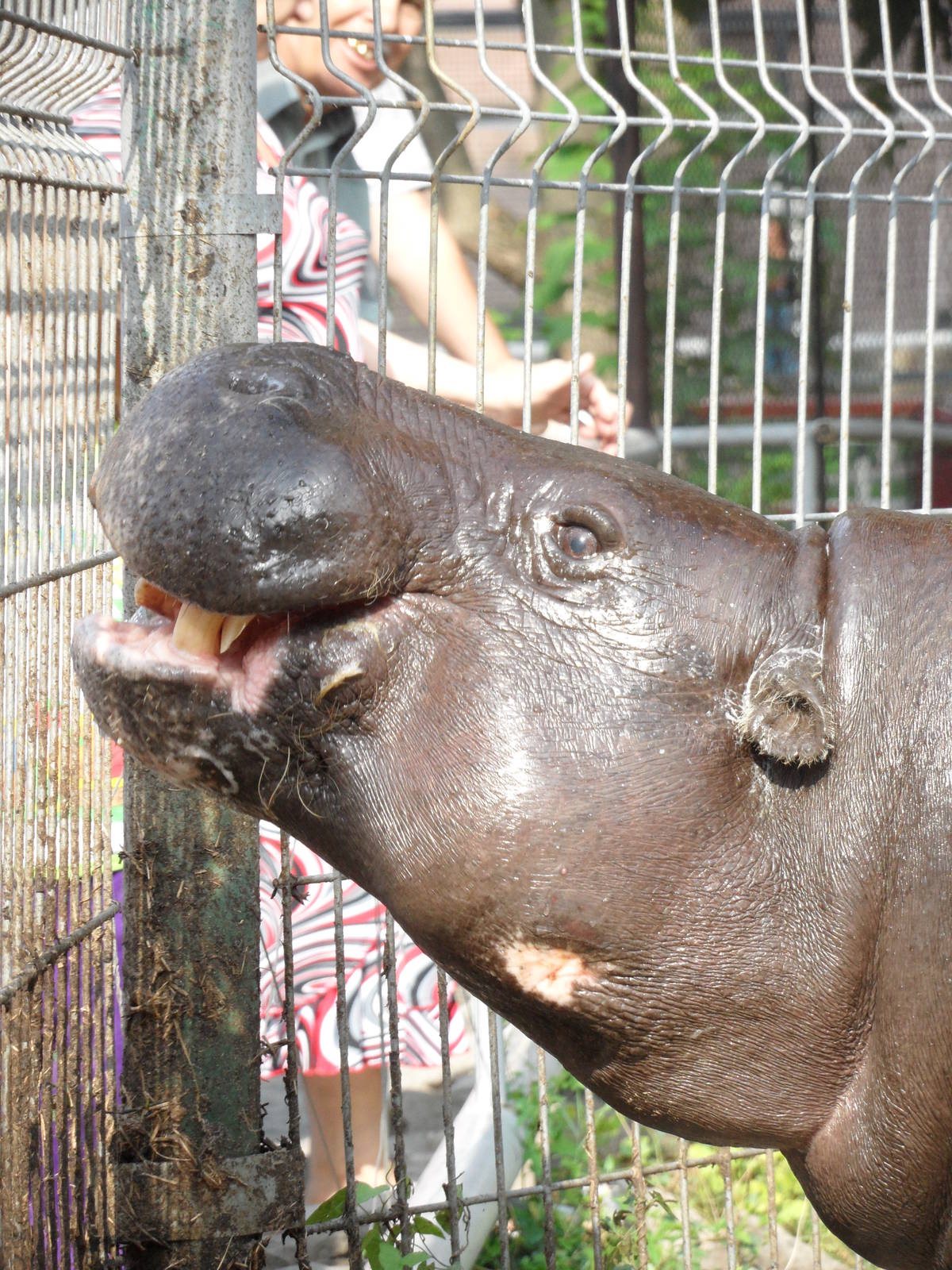 Feed the bored hippo!