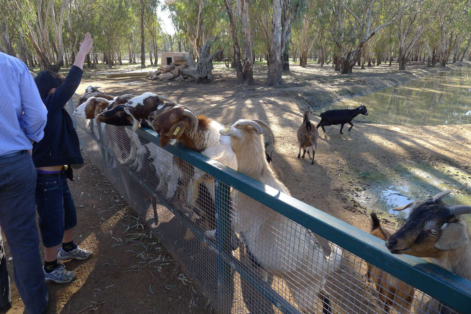 feed time for the goats