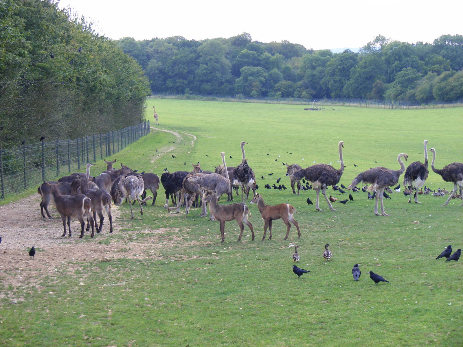 Feed time in the African Valley at Marwell Wildlife on 3rd September 2011
