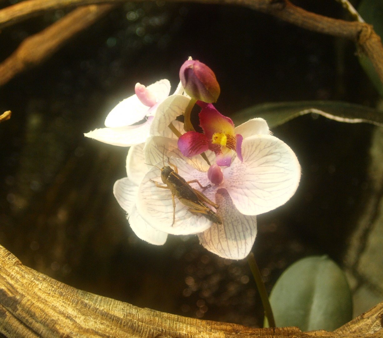 Feeder grasshopper on orchid flower, 2017-02-06