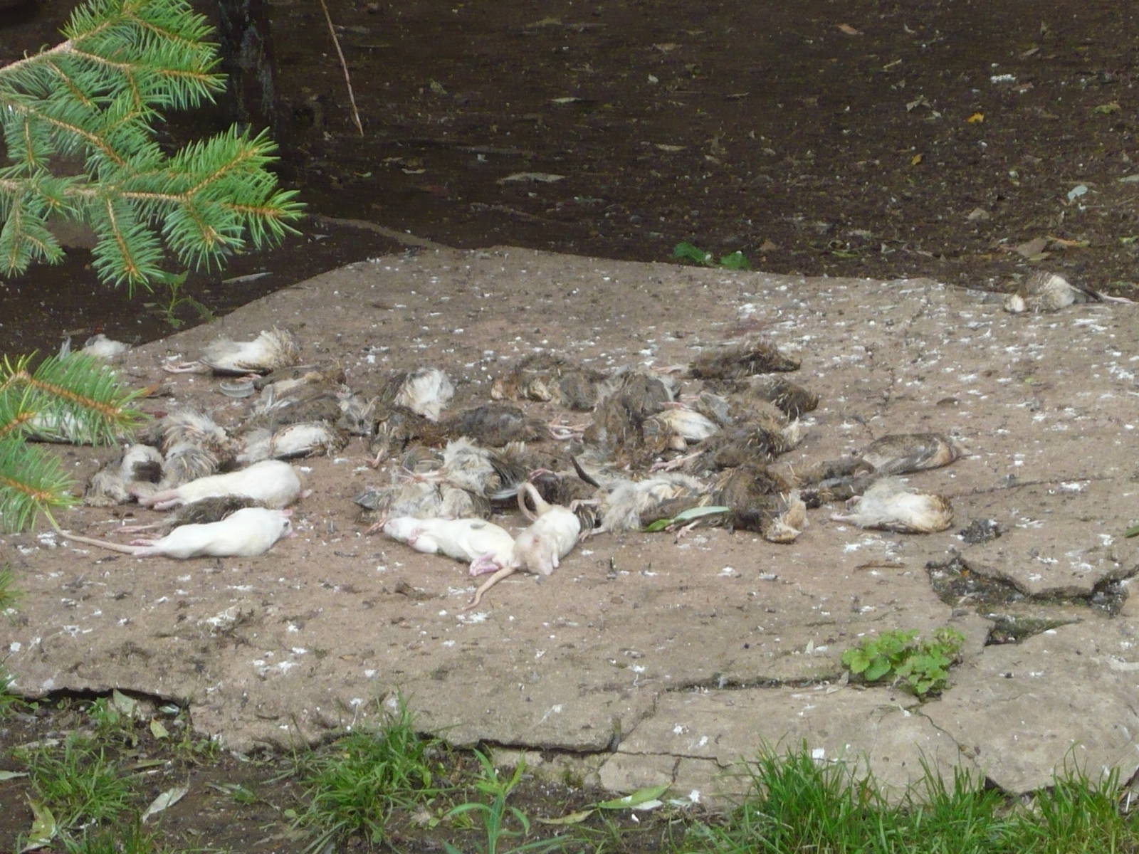 Feeder quails and rats in eagles' enclosure