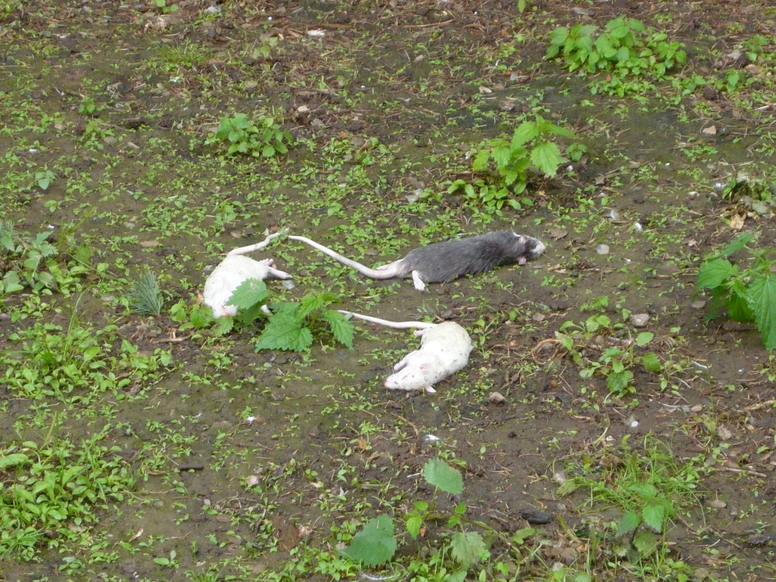 Feeder rats in raptors' enclosure