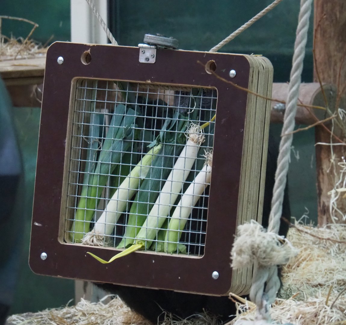 Feeder with leeks in the chimpanzee exhibit, 2024-02-17