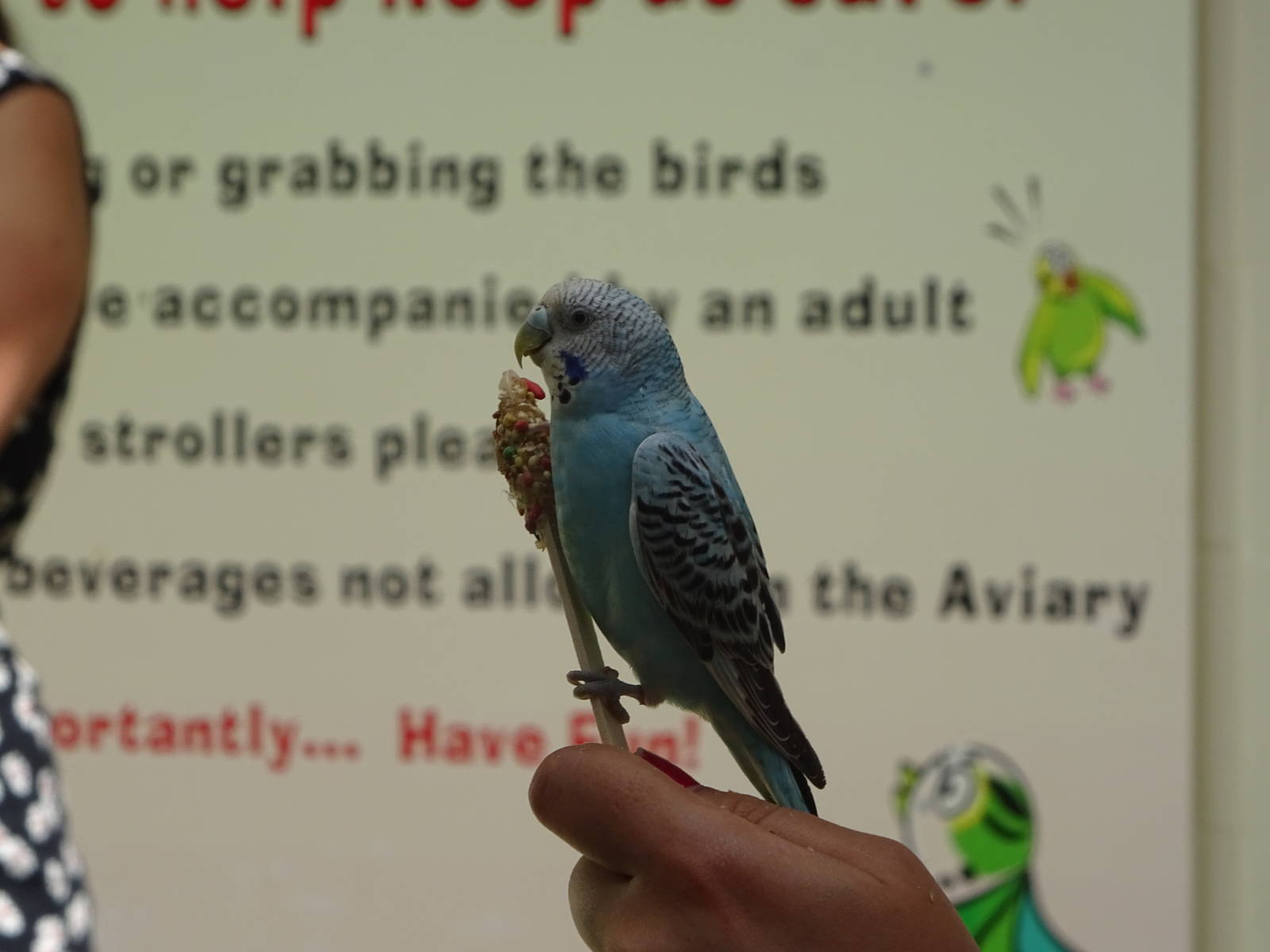 Feeding a Budgerigar at Gatorland