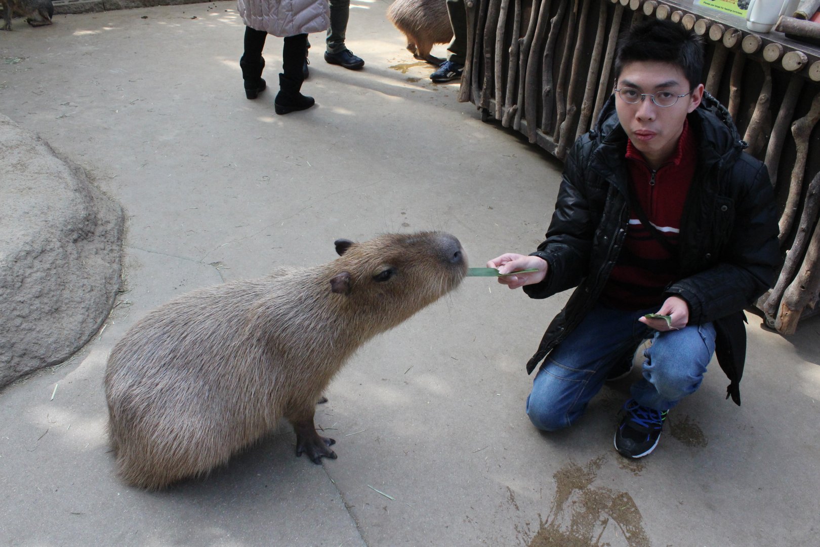 Feeding a capybara, Kobe Animal Kingdom