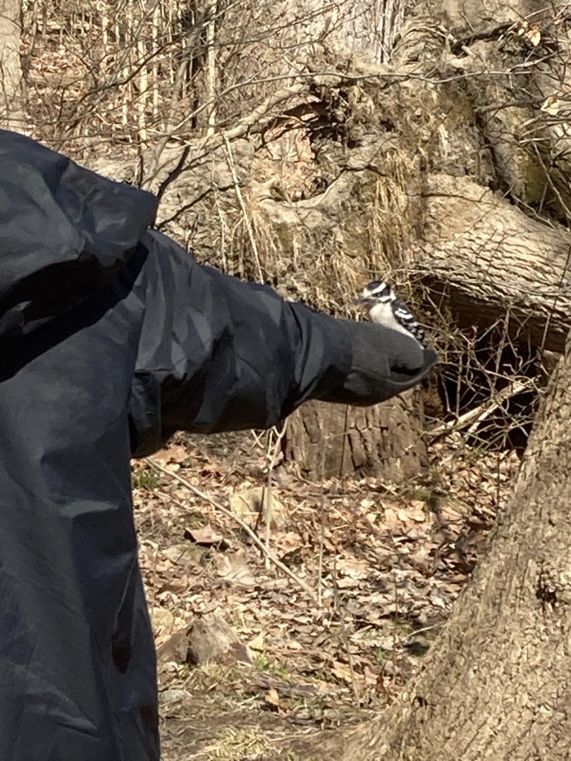 Feeding A Downy Woodpecker