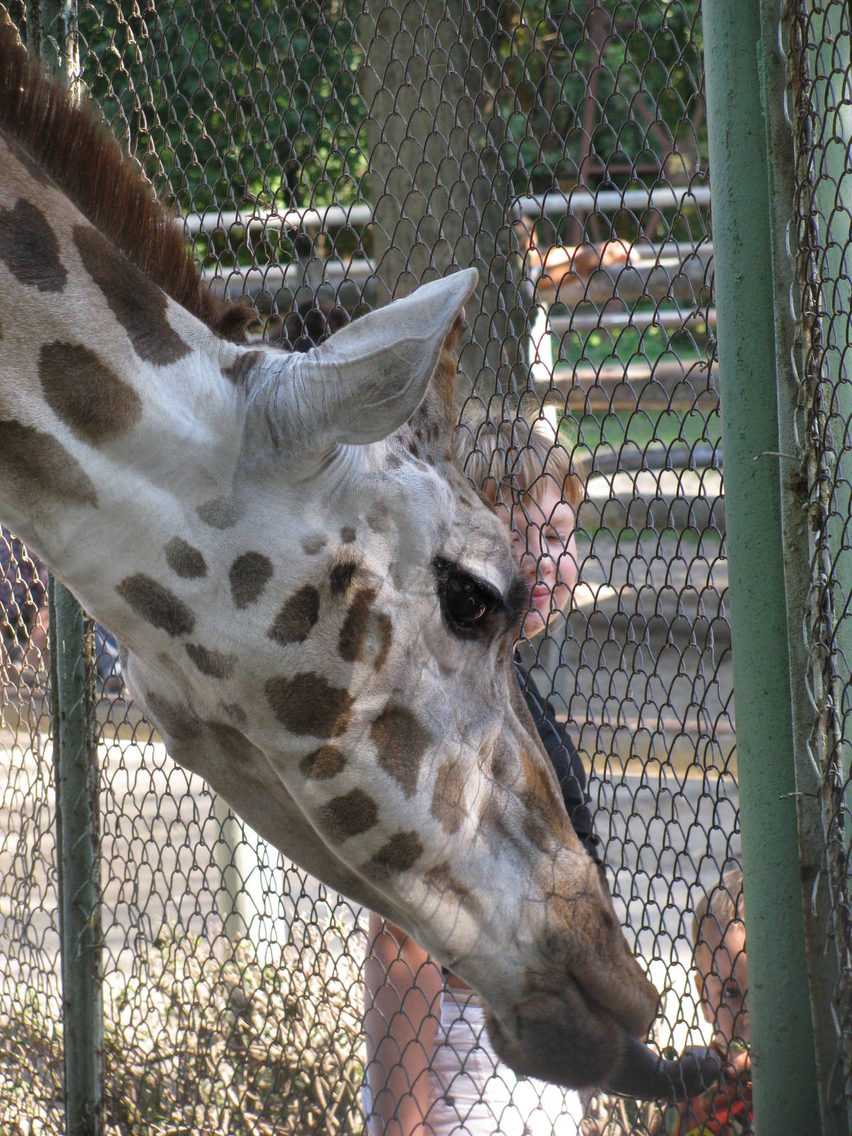 Feeding a giraffe