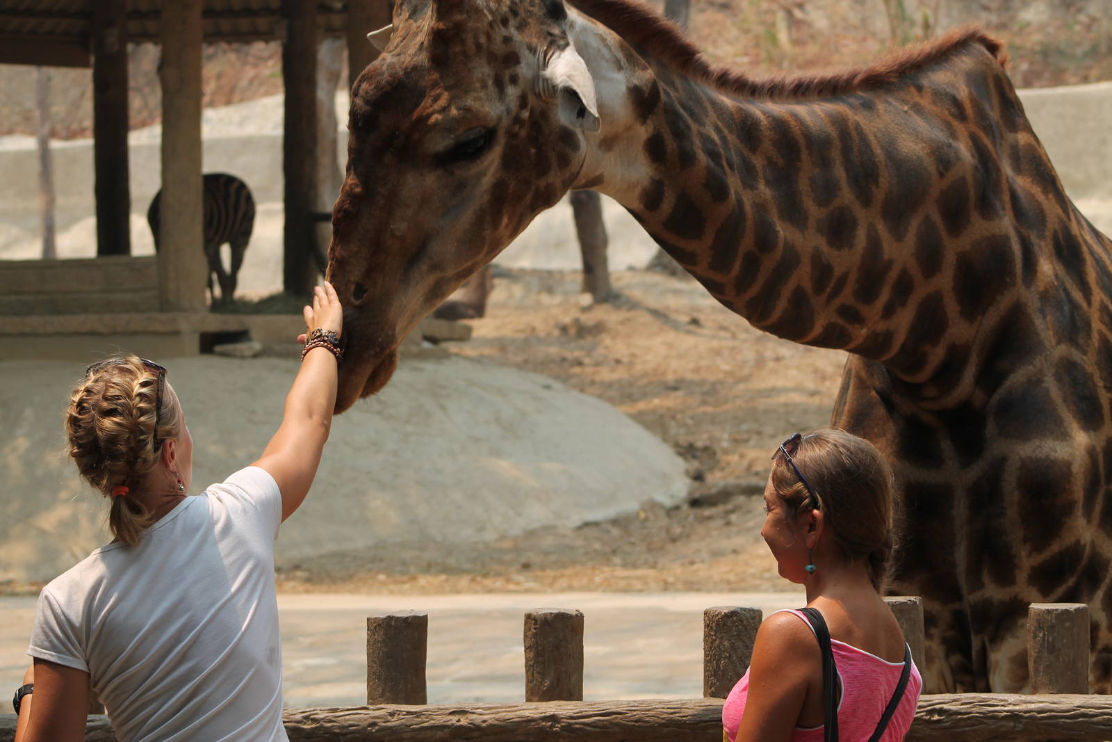 feeding a giraffe