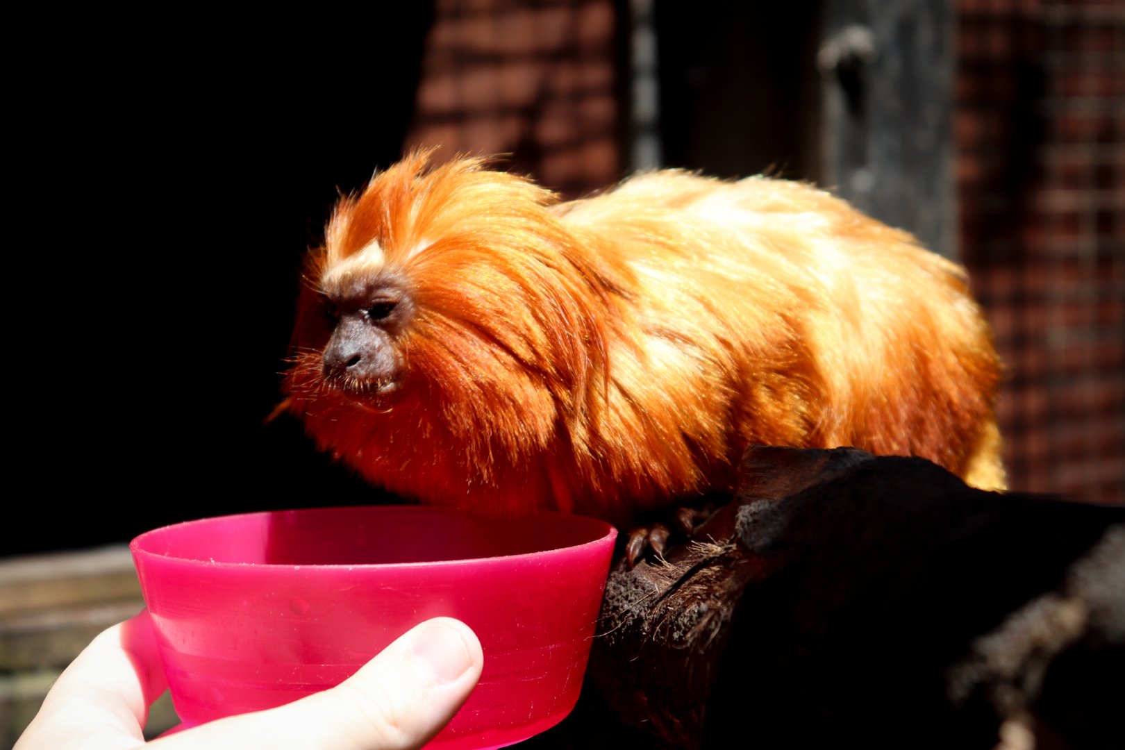 Feeding a Golden Lion Tamarin