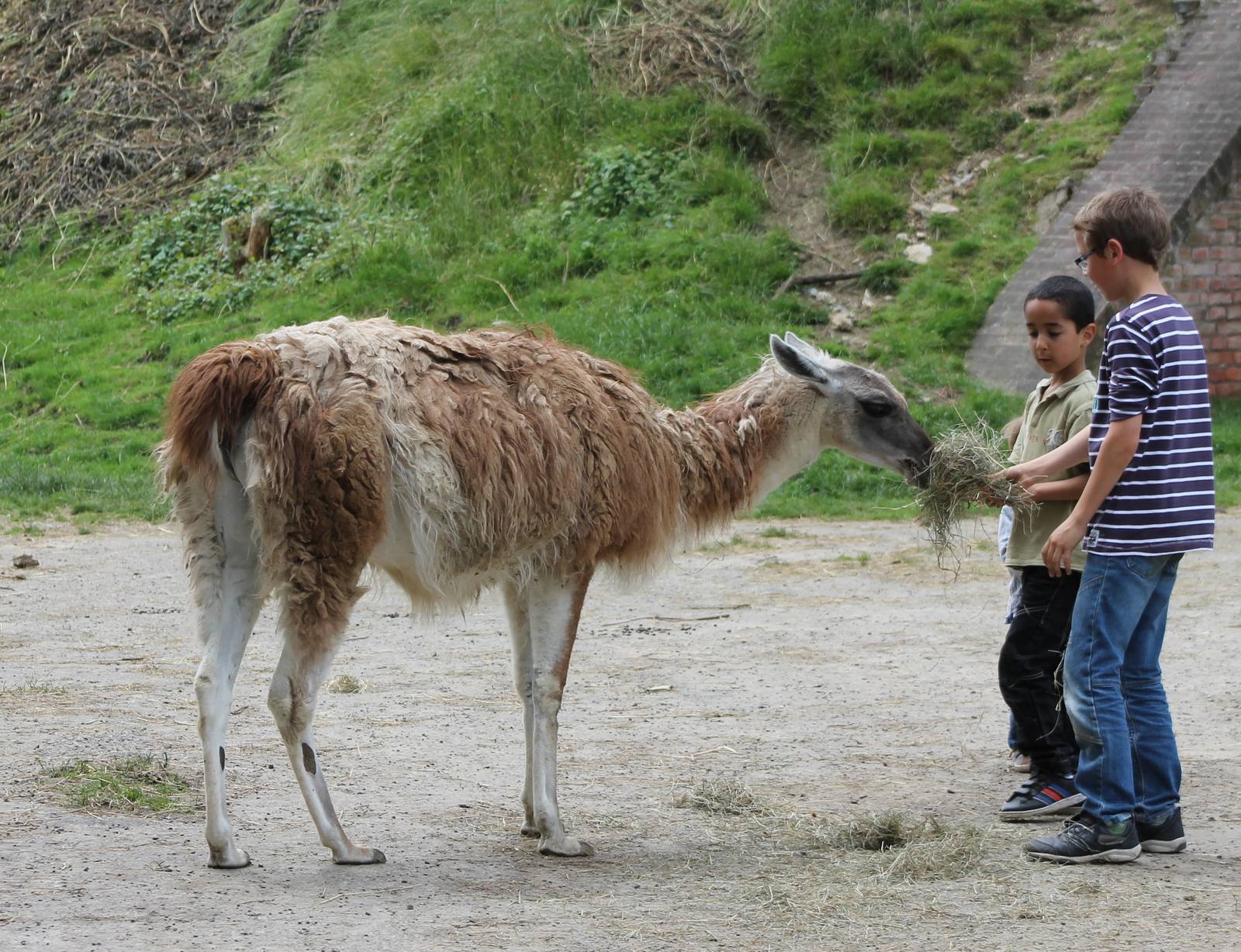 Feeding a Guanaco