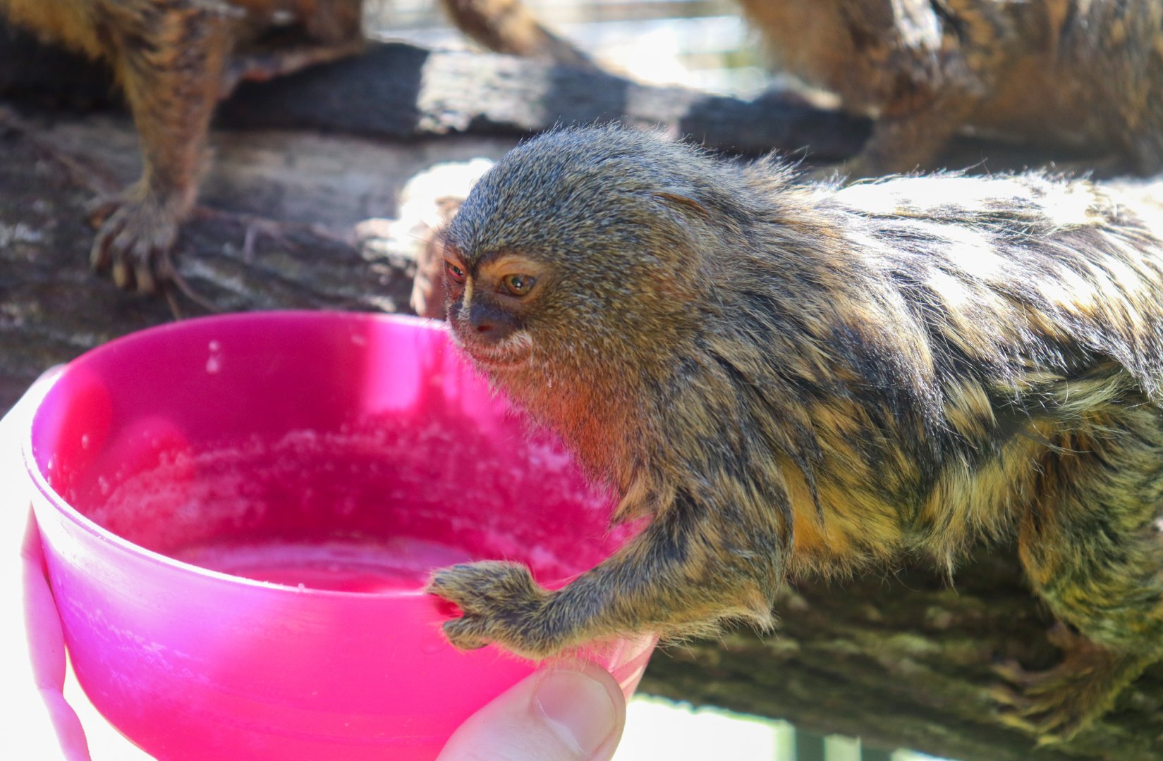 Feeding a Pygmy Marmoset