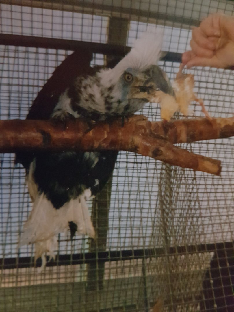 Feeding a White-crowned hornbill