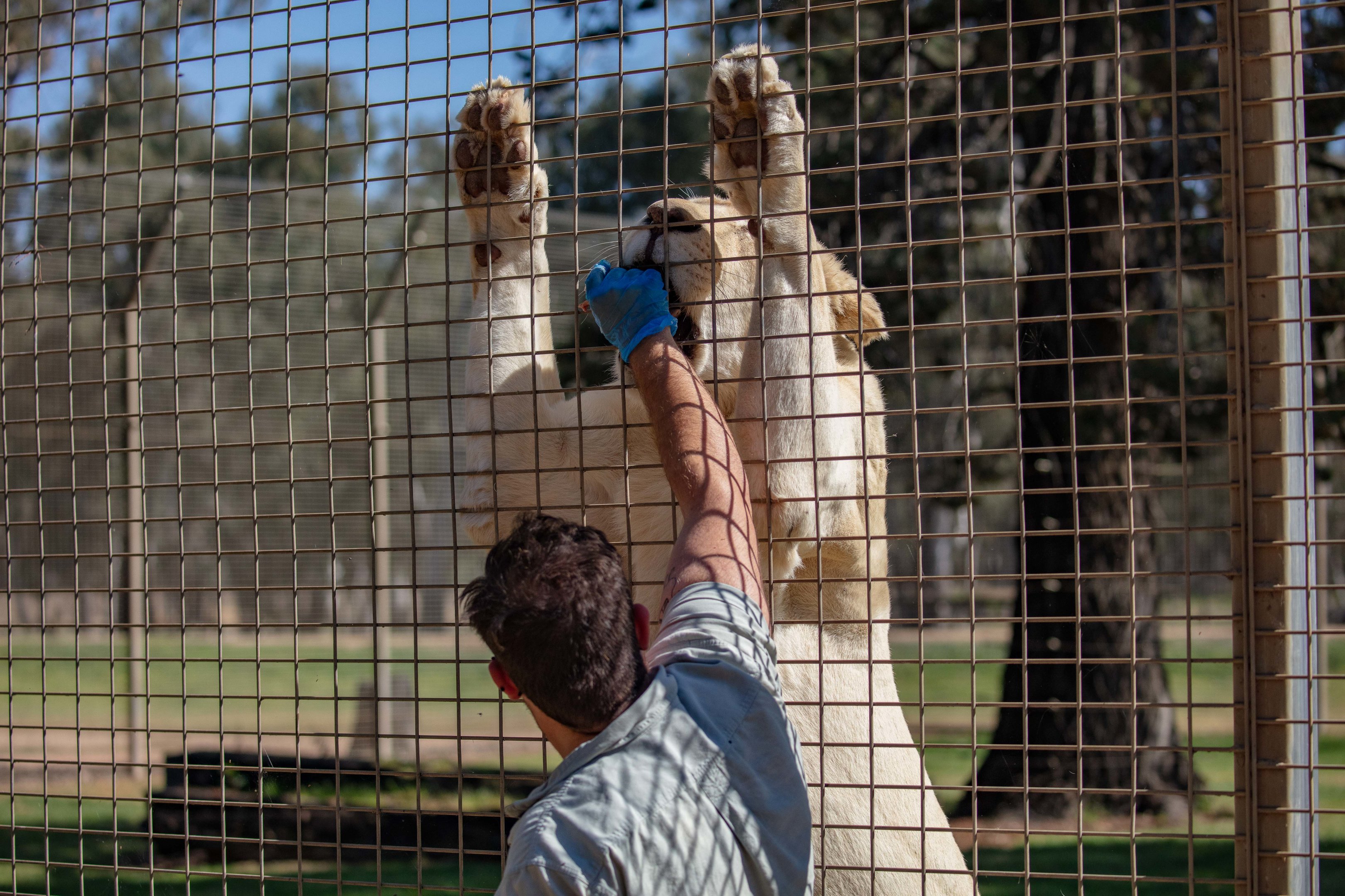 Feeding a white lion