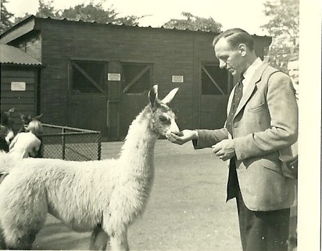 Feeding a young Llama, September 1951