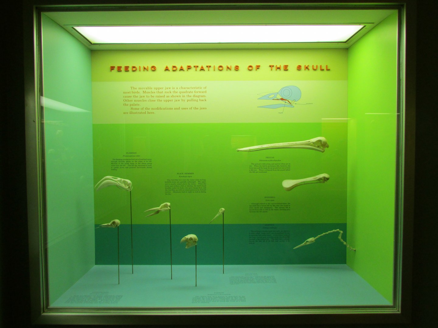 Feeding Adaptations Of Bird Skulls
