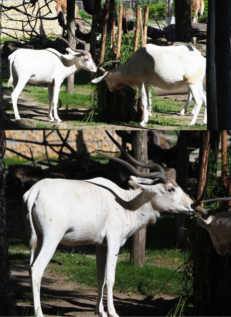 Feeding Addaxes (Addax nasomaculatus), 2020-07-21