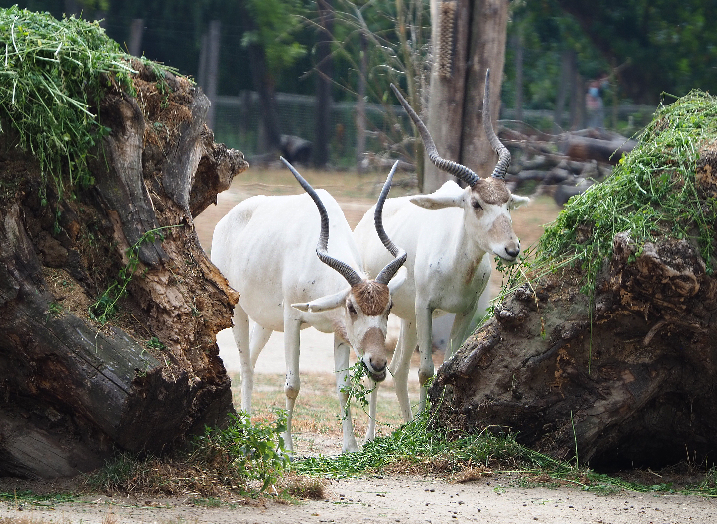 Feeding Addaxes (Addax nasomaculatus), 2020-08-15