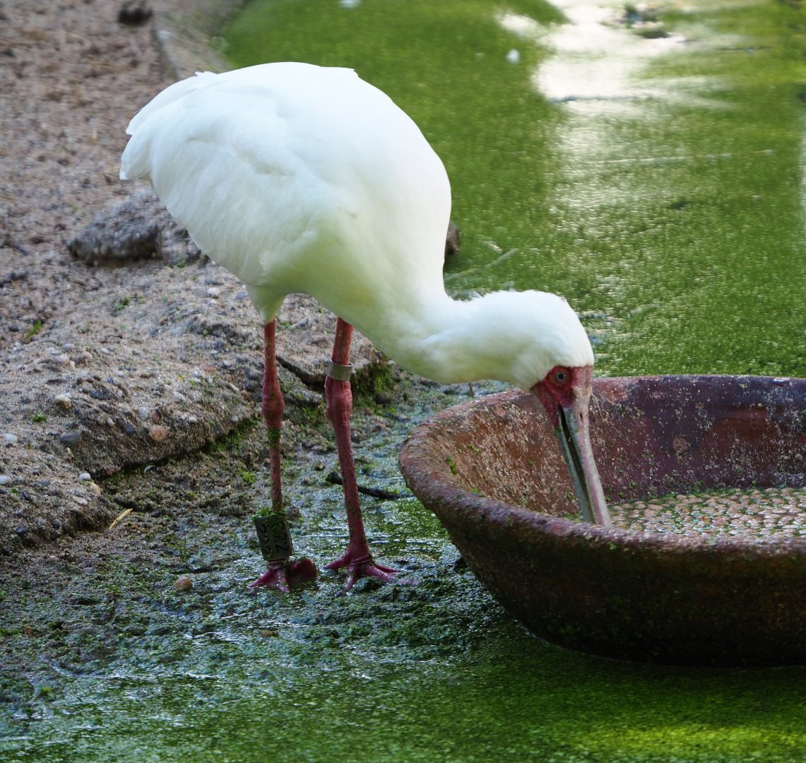 Feeding African spoonbill (Platalea alba), 2020-07-21
