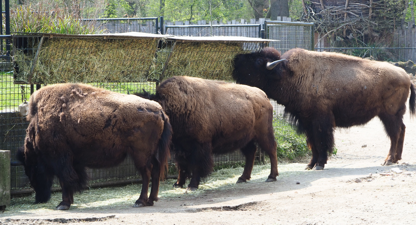 Feeding American Plains bisons (Bison bison bison), 2021-04-20