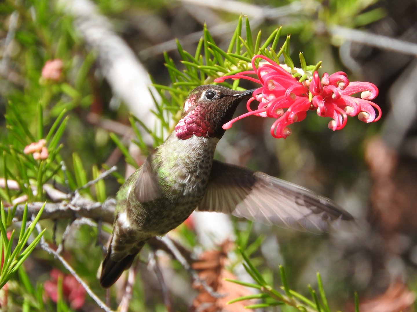 Feeding Anna's Hummingbird