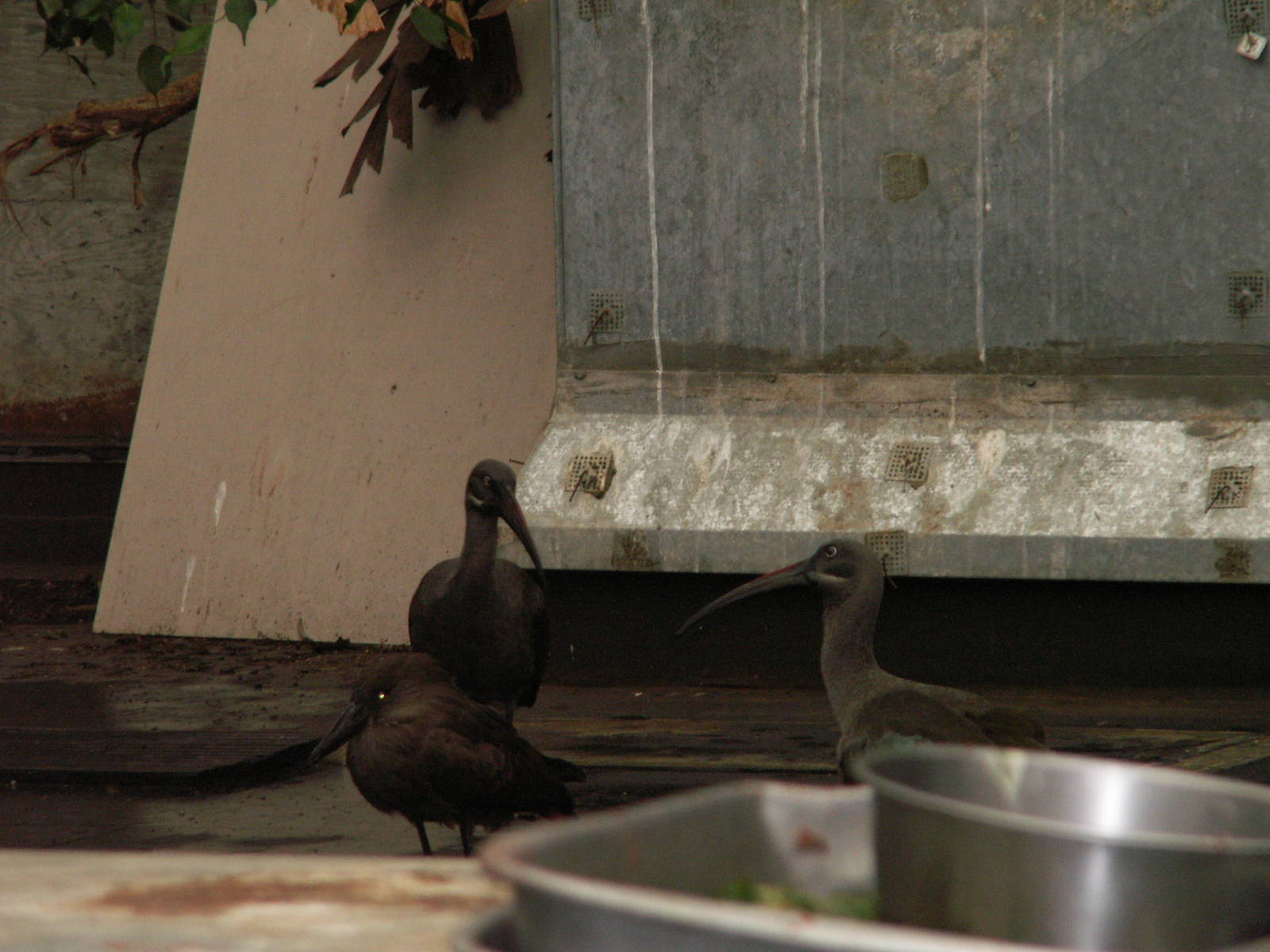 feeding area -birds world