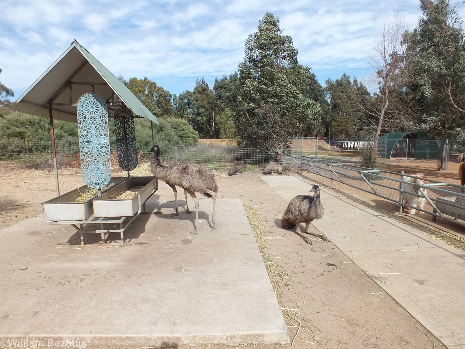 Feeding Area for Free-roamig Emus - Cohunu Koala Park
