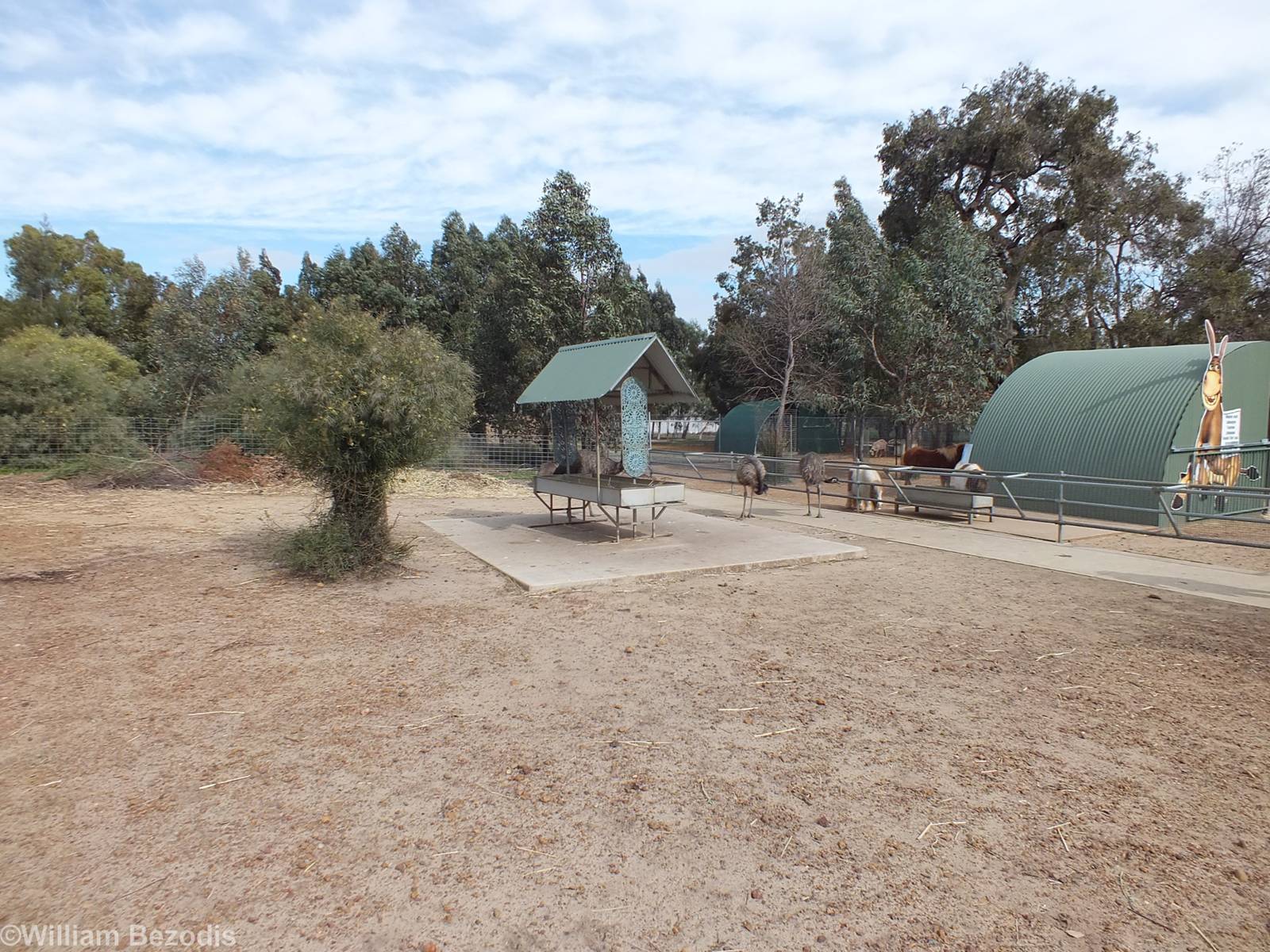 Feeding Area for Free-roaming Emus - Cohunu Koala Park