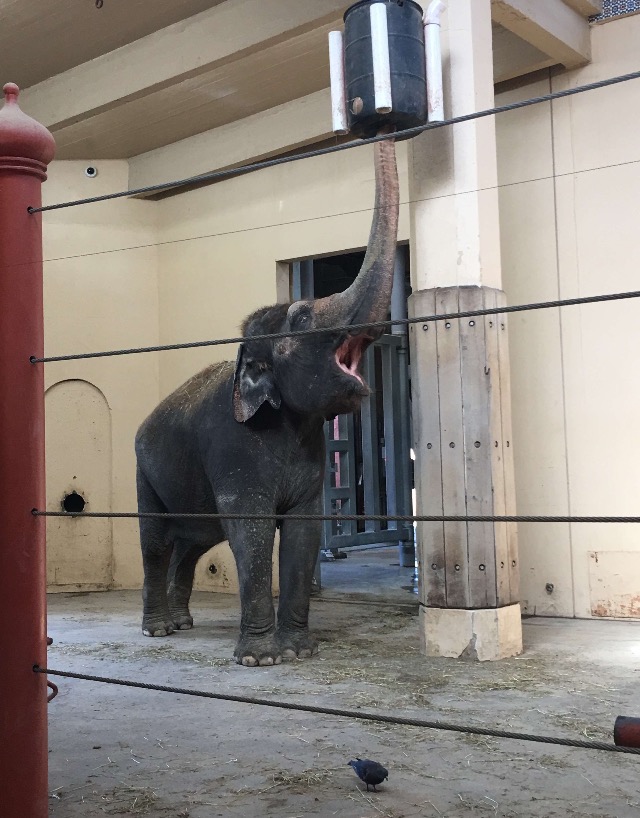 Feeding Asian Elephant | Cincinnati Zoo