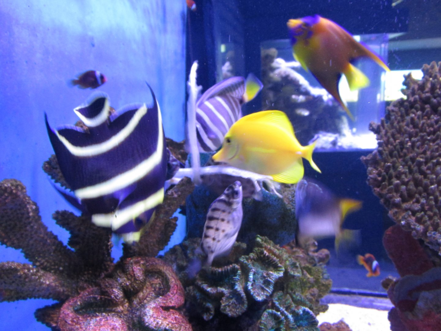 feeding at marine tank