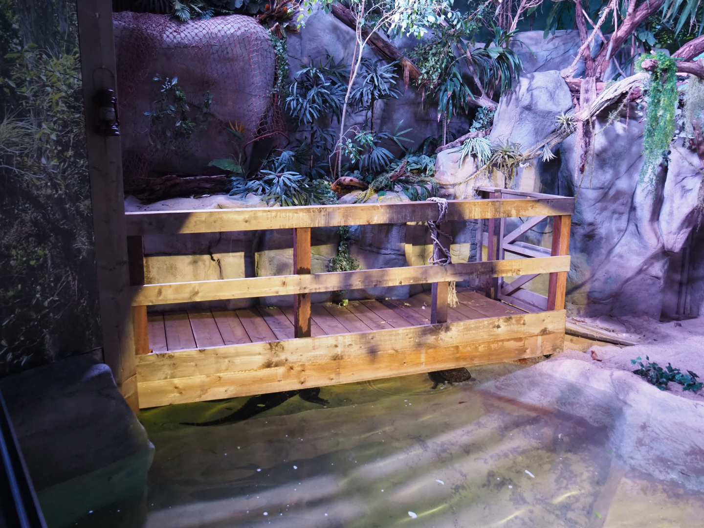 Feeding boardwalk in the American alligator exhibit, 2020-06-28
