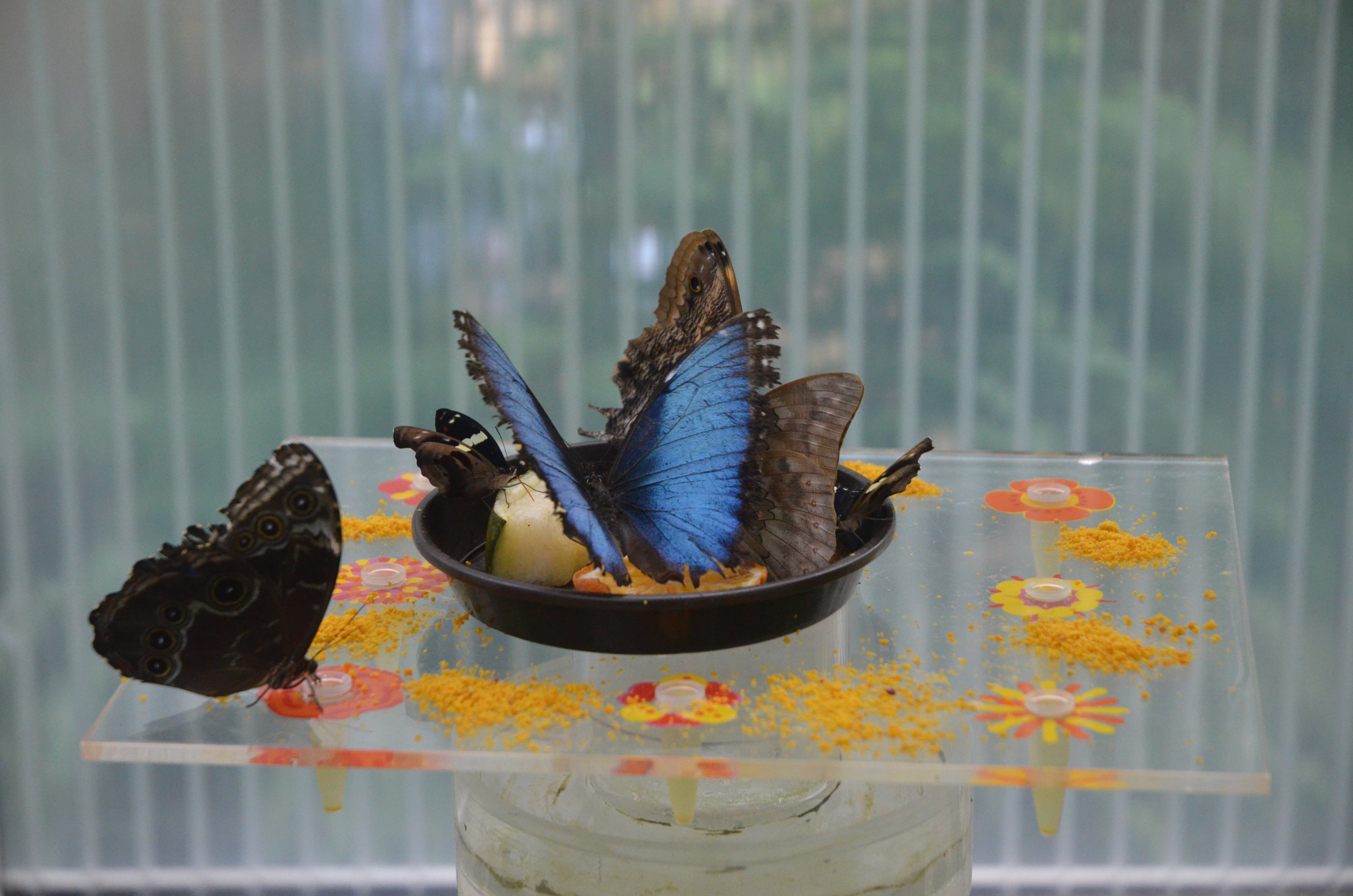 Feeding Butterflies at Krefeld, 15/06/19