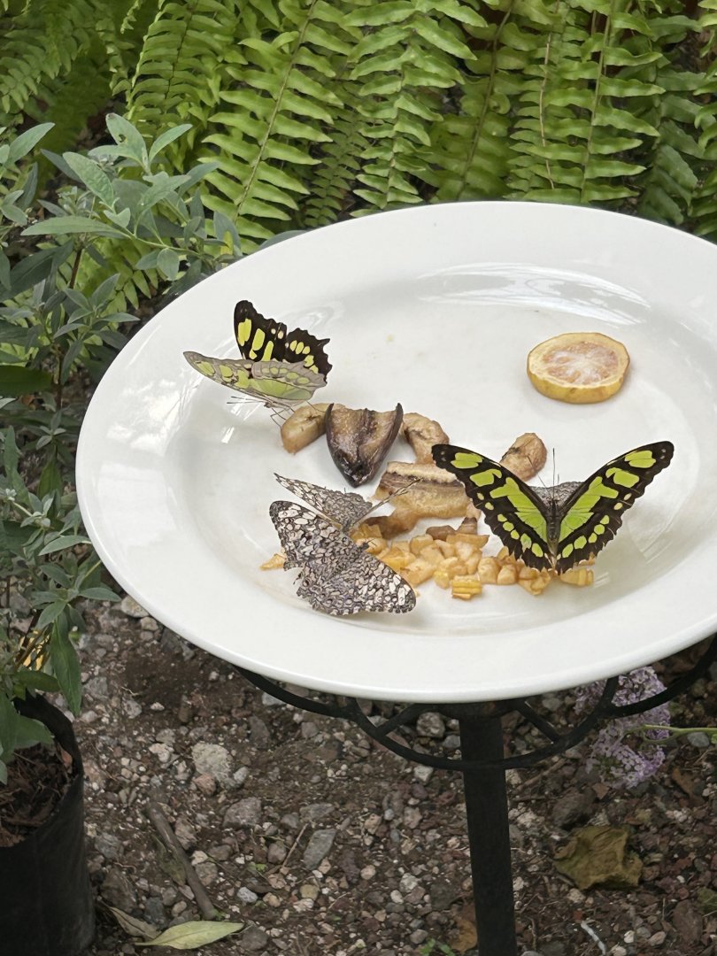 Feeding butterflies